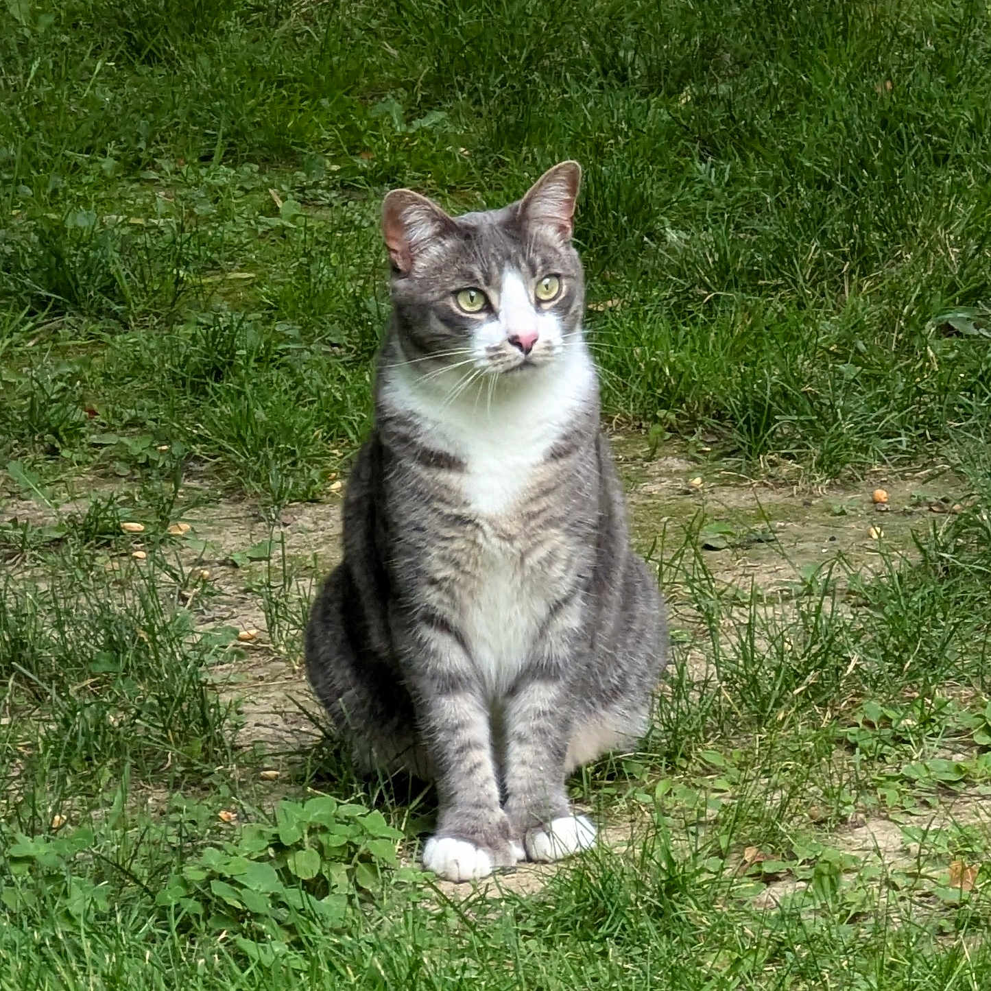 Freddie joined the competition — help win amazing prizes! alert, animal, cat, cute, daylight, domestic_cat, focused, fur, grass, gray_cat, green_eyes, ground, mammal, nature, outdoor, pet, sitting, whiskers, white_paws, wildlife