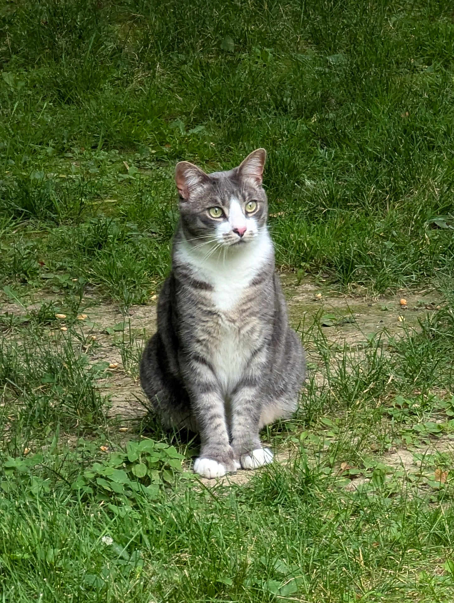 Freddie