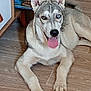dog, indoor, floor, wooden_floor, lying_down, tongue_out, heterochromia, blue_eye, brown_eye, pet, canine, fur, ears, nose, paw, animal, domestic_animal, happy, close_up, resting
