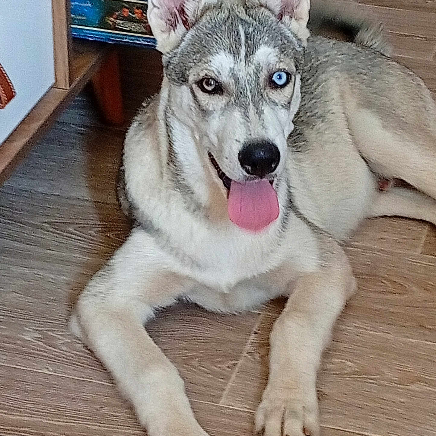 Aiko a rejoint le concours — aidez-le/la à gagner de superbes lots ! animal, blue_eye, brown_eye, canine, close_up, dog, domestic_animal, ears, floor, fur, happy, heterochromia, indoor, lying_down, nose, paw, pet, resting, tongue_out, wooden_floor