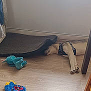 Aiko a rejoint le concours — aidez-le/la à gagner de superbes lots ! dog, floor, mat, plush_toy, wooden_chair, table, radiator, towel, indoor, resting, sleeping, wooden_floor, furniture, cozy, pet, harness, corner, home, toy, relaxation