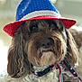 accessories, affenpinscher, animal, baseballcap, canine, cap, clothing, cockerspaniel, dog, face, hat, head, person, pet, photography, poodle, portrait, puppy, sunhat, terrier