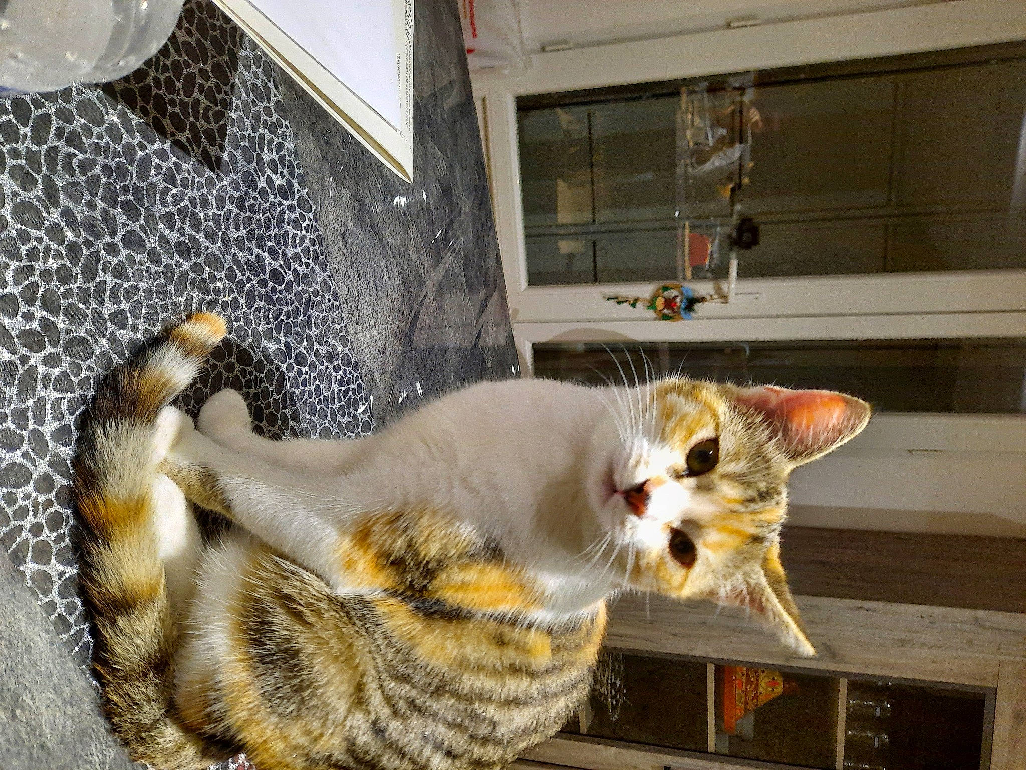 Minette participe au concours pour gagner de l'argent avec cette photo : carnivore, cat, claw, domestic_short_haired_cat, fawn, felidae, flooring, fur, paw, small_to_medium_sized_cats, snout, tail, tree, whiskers