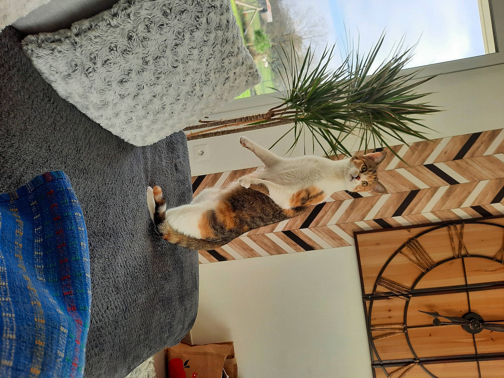 Minette participe au concours pour gagner de l'argent avec cette photo : arecales, carnivore, ceiling, fawn, felidae, floor, flooring, flowerpot, hardwood, house, houseplant, interior_design, landscape, linens, plant, room, textile, tree, twig, wood