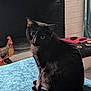 black_cat, cat, pet, indoor, fireplace, decorative_rooster, blue_surface, ladybug_cushion, curious, animal, feline, fur, sitting, domestic_cat, home_interior, window_curtain, cozy, cute, whiskers, yellow_eyes