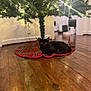 black_cat, cat, christmas_tree, tree_skirt, plaid, lights, indoor, wooden_floor, holiday, decorations, pets, animal, feline, cozy, flooring, tree_trunk, relaxing, curious, night, home