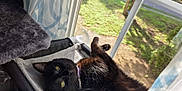 Nova is registered to the contest to win money with this photo: cat, black_cat, window, sunlight, perch, green_eyes, curtains, indoor, cozy, pet, feline, relaxing, home, daylight, looking_up, fur, animal, nature_outside, resting, domestic