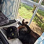 cat, black_cat, window, sunlight, perch, green_eyes, curtains, indoor, cozy, pet, feline, relaxing, home, daylight, looking_up, fur, animal, nature_outside, resting, domestic
