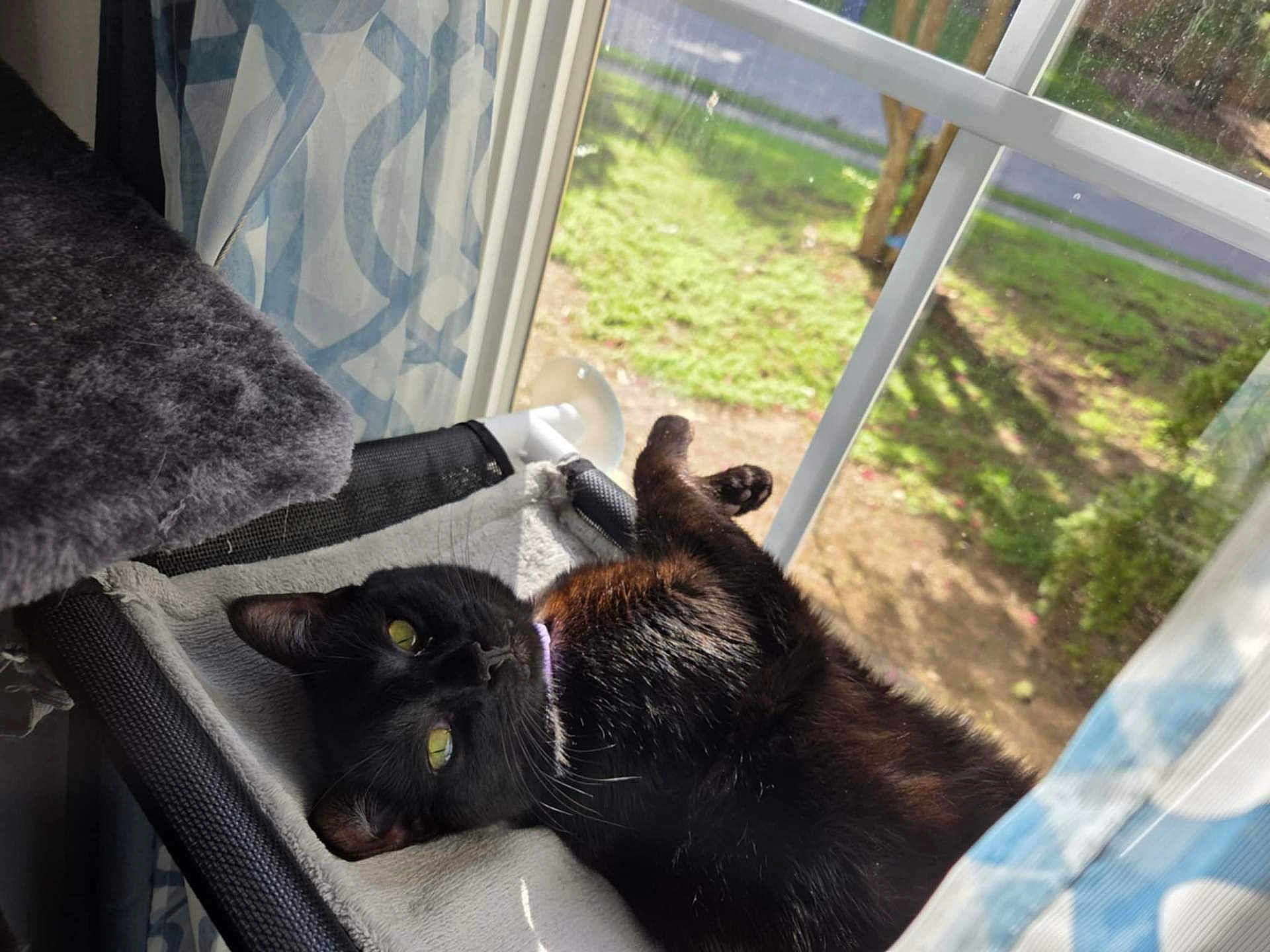 Nova