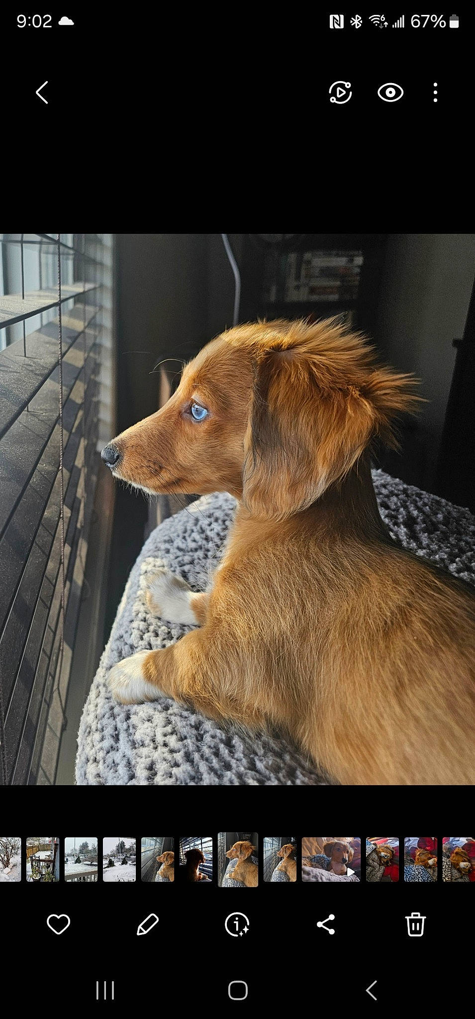 Arabella is registered to the contest to win money with this photo: carnivore, collar, companion_dog, dog, dog_breed, dog_collar, dog_supply, fur, gun_dog, liver, paw, pet_supply, retriever, tail, whiskers, wood