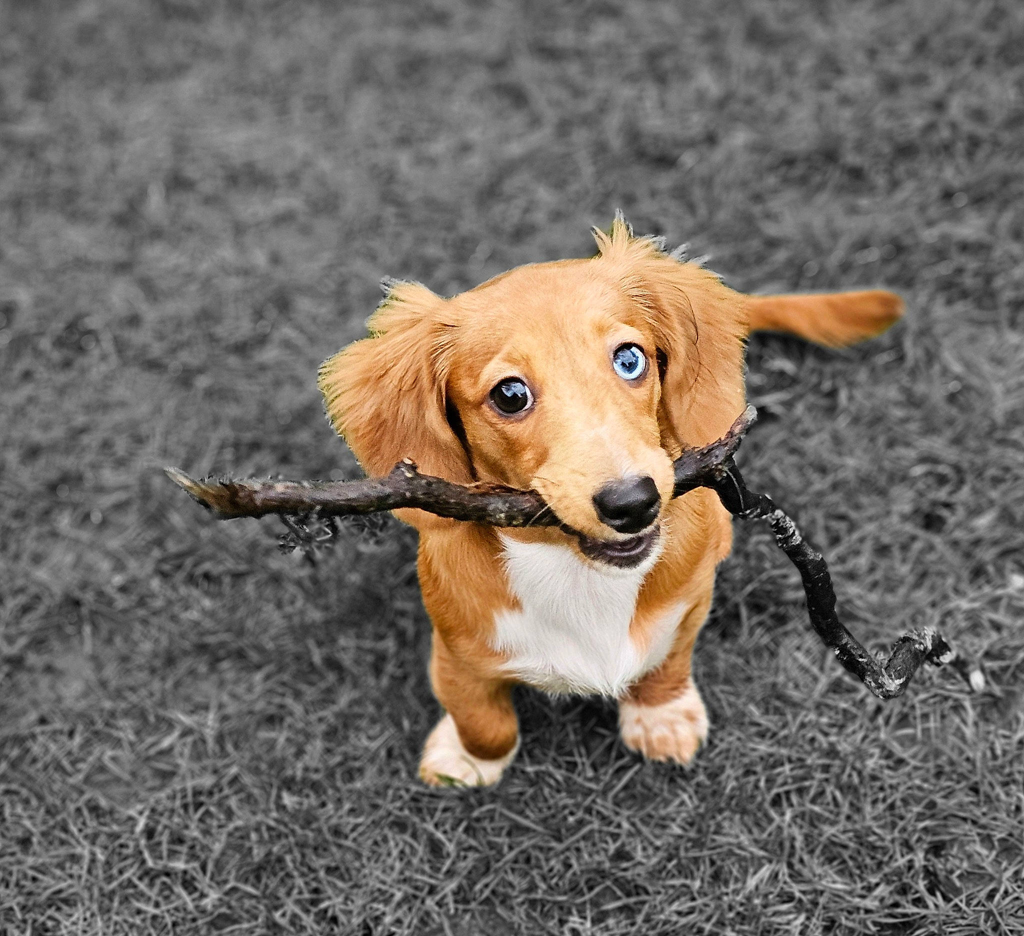 Arabella joined the competition — help win amazing prizes! canidae, carnivore, companion_dog, dog, dog_breed, dog_supply, fawn, fur, grass, leash, paw, plant, snout, sporting_group, tail, terrestrial_animal, toy, whiskers, wood, working_animal