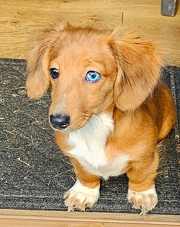 Arabella is registered to the contest to win money with this photo: canidae, carnivore, companion_dog, dog, dog_breed, fawn, fur, liver, mobile_phone, natural_material, paw, puppy, snout, sporting_group, terrestrial_animal, whiskers, wood, working_animal