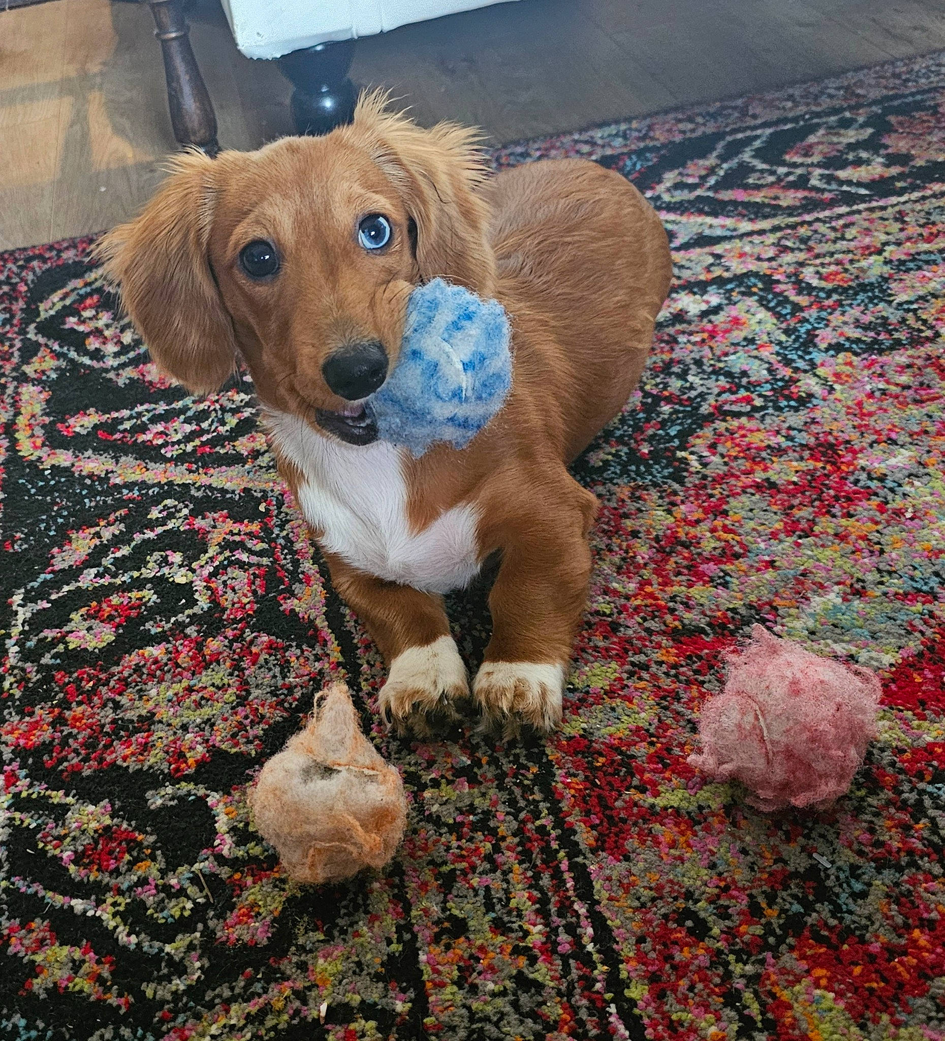 Arabella joined the competition — help win amazing prizes! art, canidae, carnivore, carpet, companion_dog, dog, dog_breed, dog_supply, eye, fawn, flooring, liver, pattern, pet_supply, scent_hound, snout, sporting_group, whiskers, wood, working_animal