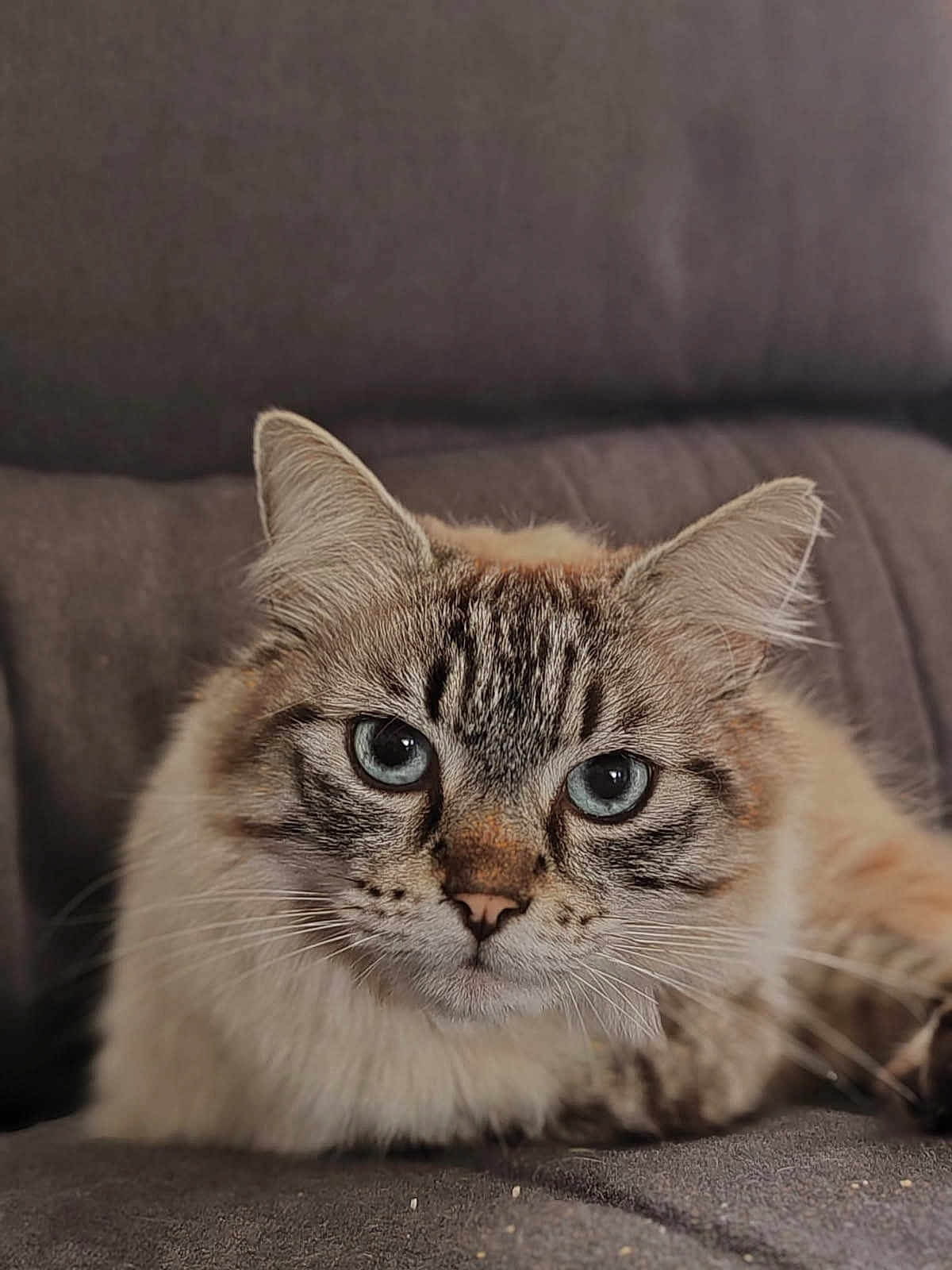 Casper a rejoint le concours — aidez-le/la à gagner de superbes lots ! cat, blue_eyes, fluffy, close_up, pet, indoor, couch, feline, whiskers, tabby, relaxed, fur, animal, portrait, domestic_cat, looking_at_camera, soft_texture, home, cute, resting