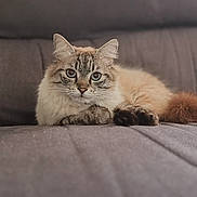 Casper participe au concours pour gagner de l'argent avec cette photo : cat, fluffy, pet, animal, feline, couch, gray, fur, relaxed, indoor, closeup, cute, eyes, whiskers, paws, laying, domestic, tabby, soft, portrait