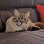 Casper a rejoint le concours — aidez-le/la à gagner de superbes lots ! cat, fluffy, blue_eyes, couch, indoor, pet, feline, relaxed, fur, whiskers, ears, paws, domestic_animal, cozy, living_room, soft_light, brown_fur, striped, close_up, resting