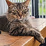 Olivia a rejoint le concours — aidez-le/la à gagner de superbes lots ! animal, cat, closeup, domestic_cat, ears, eyes, feline, fur, indoor, lazy, mammal, paw, pet, portrait, relaxed, resting, striped, tabby, whiskers, wooden_table