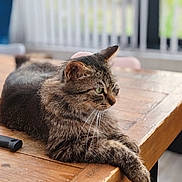 Olivia a rejoint le concours — aidez-le/la à gagner de superbes lots ! animal, blurred_background, calm, cat, domestic_cat, feline, fur, green_eyes, household, indoor, looking, paws, pet, relaxed, resting, side_view, tabby_cat, whiskers, wood_texture, wooden_table