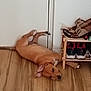 Ango a rejoint le concours — aidez-le/la à gagner de superbes lots ! dog, brown_dog, lying_down, wooden_floor, shoe_rack, shoes, black_shoes, pink_shoes, white_wall, relaxed, indoor, pet, canine, ears, paw, flooring, furniture, resting, domestic, animal