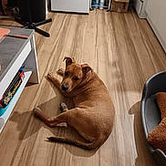 Ango a rejoint le concours — aidez-le/la à gagner de superbes lots ! dog, floor, wooden_floor, kitchen, dog_bed, blanket, brown_dog, pet, looking_back, indoor, home, furniture, board_game, box, plastic_basket, cabinet, countertop, appliance, curious, animal