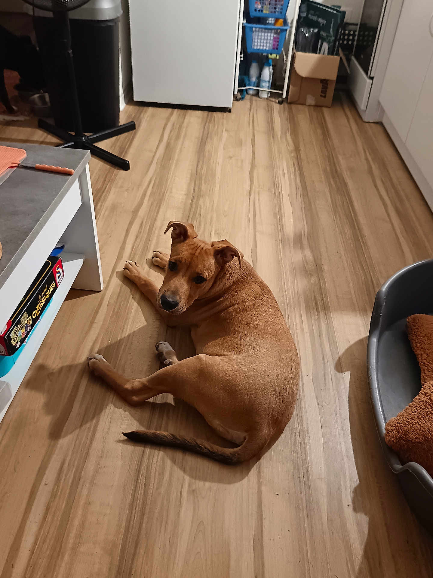 Ango a rejoint le concours — aidez-le/la à gagner de superbes lots ! dog, floor, wooden_floor, kitchen, dog_bed, blanket, brown_dog, pet, looking_back, indoor, home, furniture, board_game, box, plastic_basket, cabinet, countertop, appliance, curious, animal