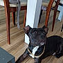 dog, black_dog, gold_chain, wooden_floor, indoor, chair, table_leg, pet, animal, looking_up, fur, ears, domestic_animal, flooring, wood, collar, resting, canine, brown_wood, house