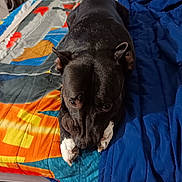 Falco a rejoint le concours — aidez-le/la à gagner de superbes lots ! animal, bed, black_dog, blanket, canine, close_up, colorful_bedspread, cozy, dog, domestic_animal, expression, fur, furniture, home, indoor, looking_up, lying_down, paws, pet, resting