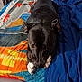 animal, bed, black_dog, blanket, canine, close_up, colorful_bedspread, cozy, dog, domestic_animal, expression, fur, furniture, home, indoor, looking_up, lying_down, paws, pet, resting