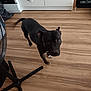 dog, black_dog, indoor, wooden_floor, kitchen, cabinet, appliance, towel, fan, pet, animal, curious, floor, paw, tail, standing, looking, domestic, household, canine