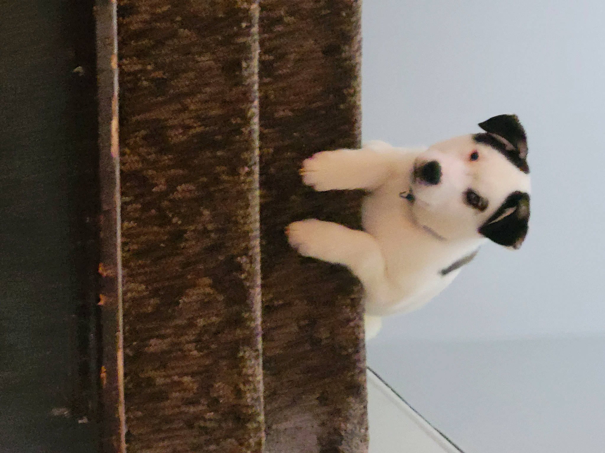 Loki joined the competition — help win amazing prizes! art, carnivore, door, fur, house, panda, snout, tail, terrestrial_animal, toy, whiskers, wildlife, window, wood