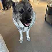 Taïko a rejoint le concours — aidez-le/la à gagner de superbes lots ! dog, canine, pet, indoor, happy, smiling, floor, tile, furniture, chair, table, living_room, ears, fur, animal, domestic_animal, friendly, companion, portrait, house