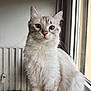 blue_eyes, calm, cat, closeup, curious, domestic_animal, feline, fluffy, furry, home, indoor, light_colored, natural_light, pet, portrait, radiator, sitting, soft_fur, whiskers, window