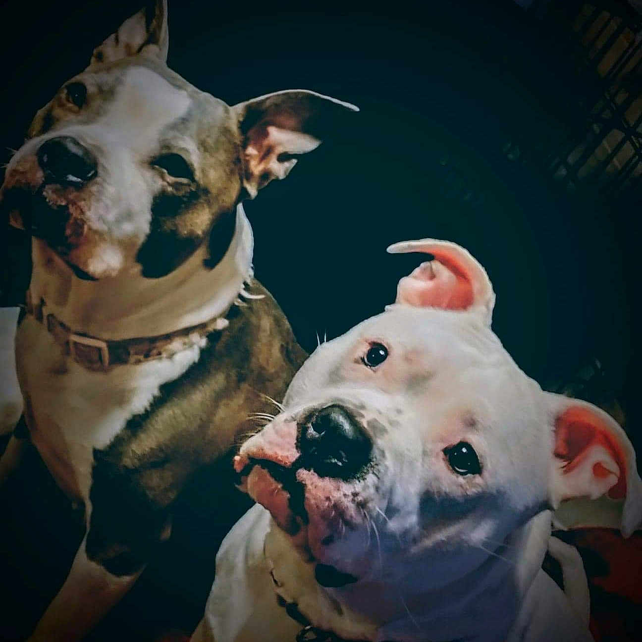 Mis joined the competition — help win amazing prizes! animal, ball, bostonbull, boxer, bulldog, canine, dog, face, frenchbulldog, head, person, pet, photography, pig, pitbull, portrait, puppy, snout, terrier, whitedog