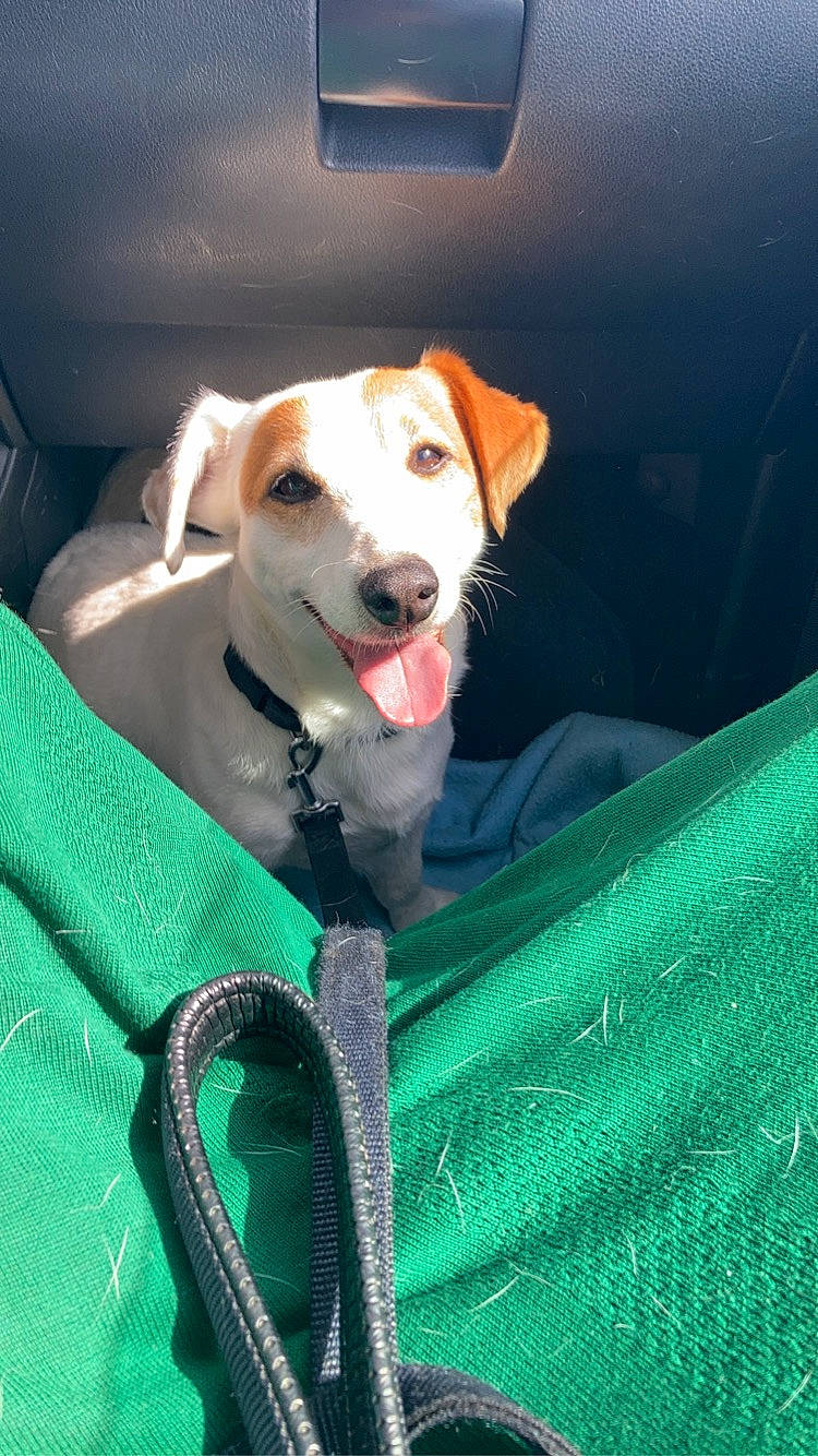 Laiko participe au concours pour gagner de l'argent avec cette photo : carnivore, collar, companion_dog, dog, dog_breed, dog_collar, dog_supply, fawn, grass, green, gun_dog, leash, pet_supply, plant, retriever, smile, sporting_group, street_dog, whiskers, working_animal