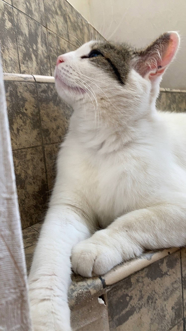 Blanco participe au concours pour gagner de l'argent avec cette photo : carnivore, cat, domestic_short_haired_cat, fang, felidae, fur, paw, small_to_medium_sized_cats, snout, tail, terrestrial_animal, whiskers, window