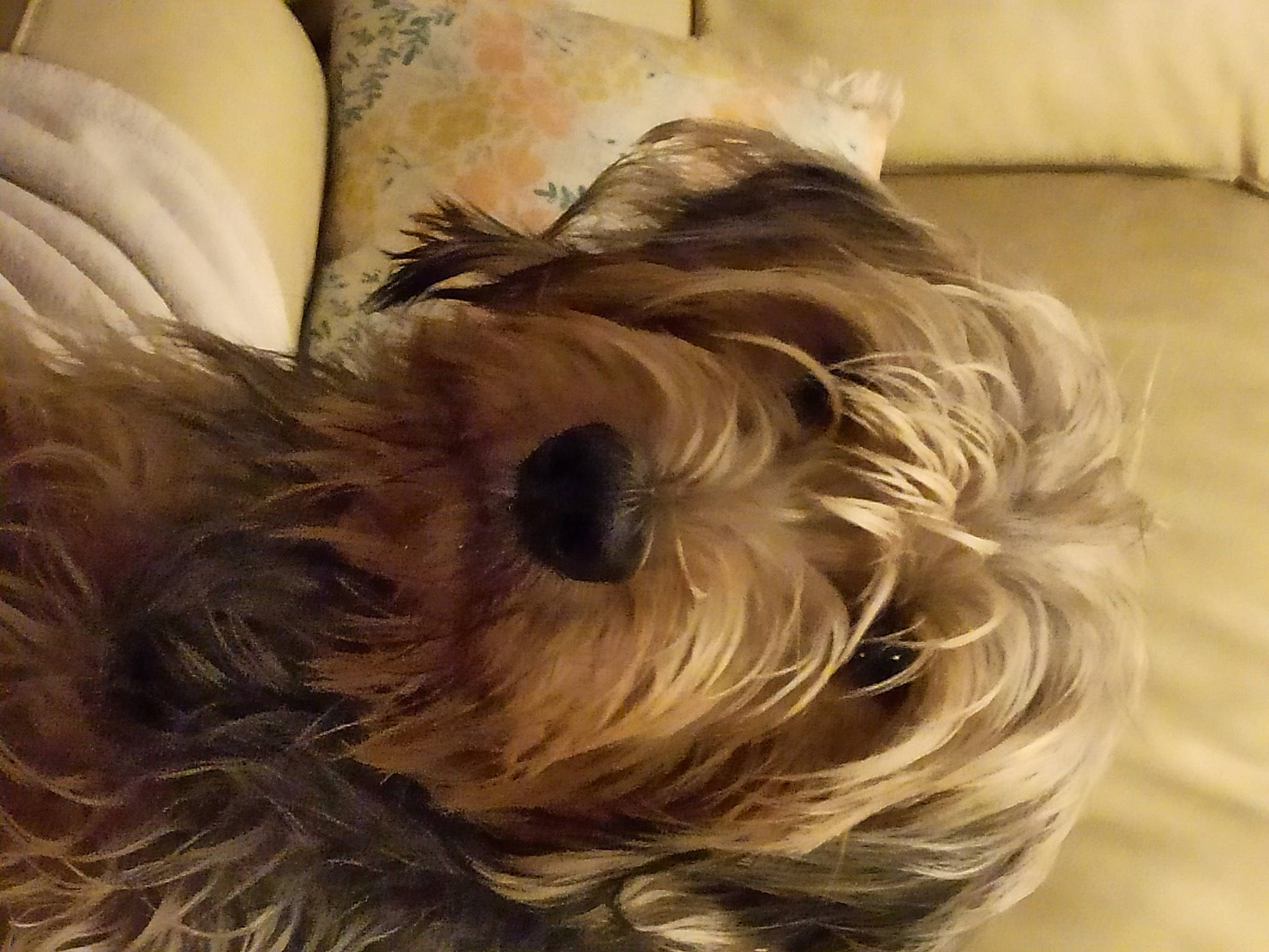 Mickey a rejoint le concours — aidez-le/la à gagner de superbes lots ! canidae, carnivore, cockapoo, comfort, companion_dog, dog, dog_breed, dog_supply, fawn, fur, liver, non_sporting_group, poodle_crossbreed, small_terrier, snout, sporting_group, terrier, toy_dog, working_animal, yorkipoo