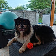 Ulysse a rejoint le concours — aidez-le/la à gagner de superbes lots ! dog, pet, outdoor, black, brown, wet_fur, orange_ball, exercise_ball, pool, backyard, fence, greenery, patio, floor_tiles, wooden_beam, relaxed, animal, playful, smiling, daytime