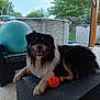 dog, pet, outdoor, black, brown, wet_fur, orange_ball, exercise_ball, pool, backyard, fence, greenery, patio, floor_tiles, wooden_beam, relaxed, animal, playful, smiling, daytime