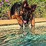 german_shepherd, dog, pool, water, tongue_out, outdoor, flower, greenery, sunlight, pet, animal, summer, relaxation, nature, tile, reflection, canine, mammal, closeup, garden