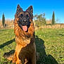 dog, german_shepherd, animal, pet, outdoor, grass, sunlight, blue_sky, happy, tongue_out, nature, canine, sitting, portrait, fur, ears, shadow, daytime, field, background_blur