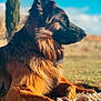 dog, german_shepherd, animal, outdoor, grass, sunlight, portrait, canine, pet, fur, nature, mammal, resting, side_view, ears, snout, paw, daytime, sky, calm