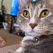 Boots joined the competition — help win amazing prizes! cat, close_up, indoor, yellow_eyes, gray_cat, white_paws, collar, bell, feline, pet, domestic_animal, curious, relaxed, fur, whiskers, nose, ears, soft_surface, living_room, household_objects