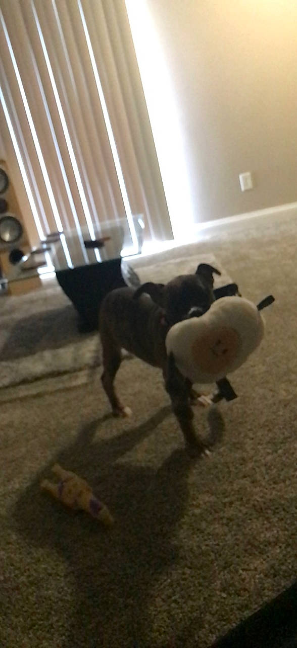 Pooh is registered to the contest to win money with this photo: canidae, carnivore, chair, cloud, companion_dog, dog, dog_breed, fawn, floor, flooring, hardwood, lighting, sky, snout, sporting_group, tail, tints_and_shades, toy_dog, wood, working_animal