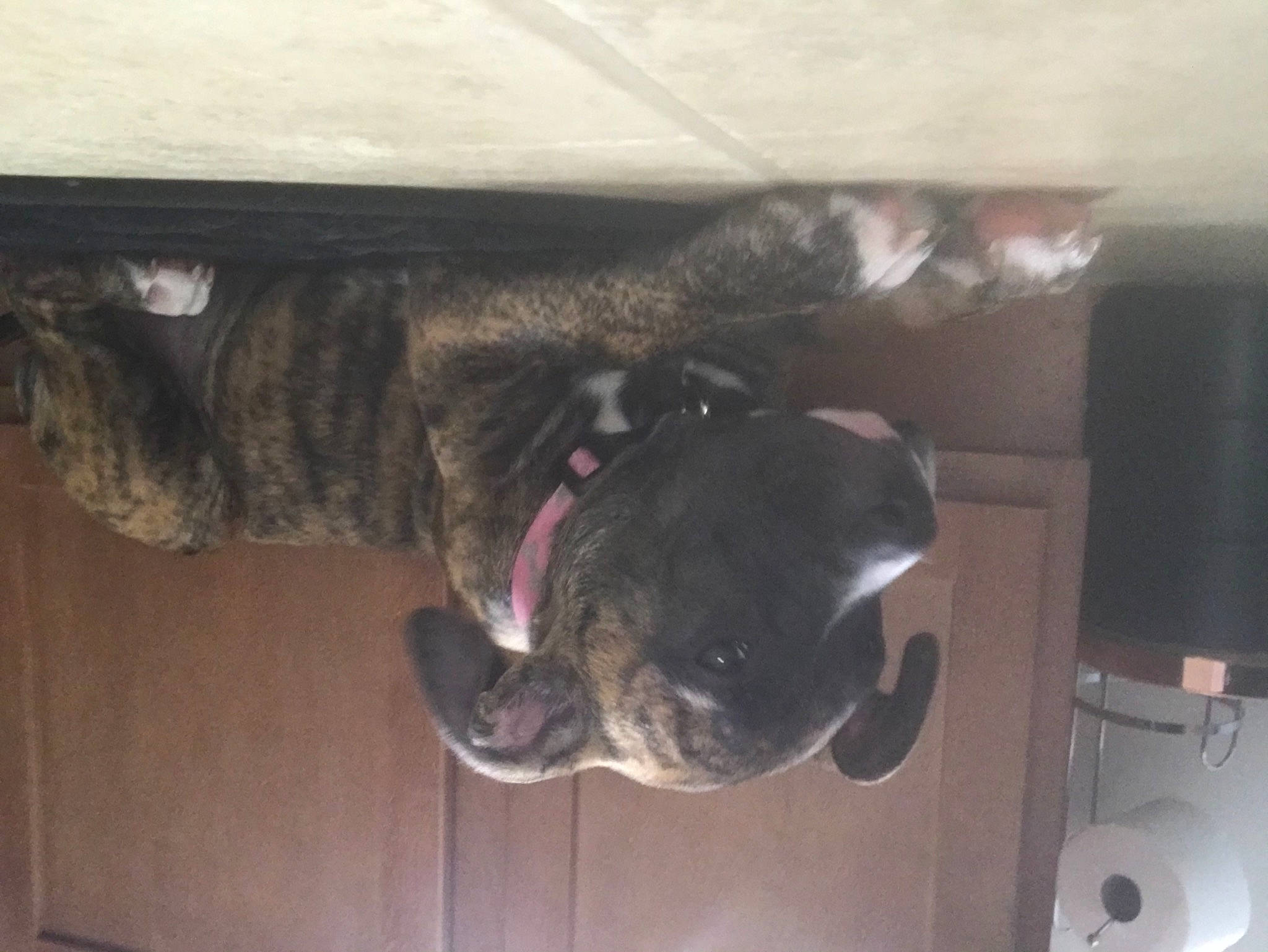 Pooh is registered to the contest to win money with this photo: canidae, carnivore, ceiling, collar, companion_dog, dog, dog_breed, dog_collar, ear, fawn, fur, non_sporting_group, pet_supply, snout, sporting_group, tail, whiskers, working_animal, working_dog, wrinkle