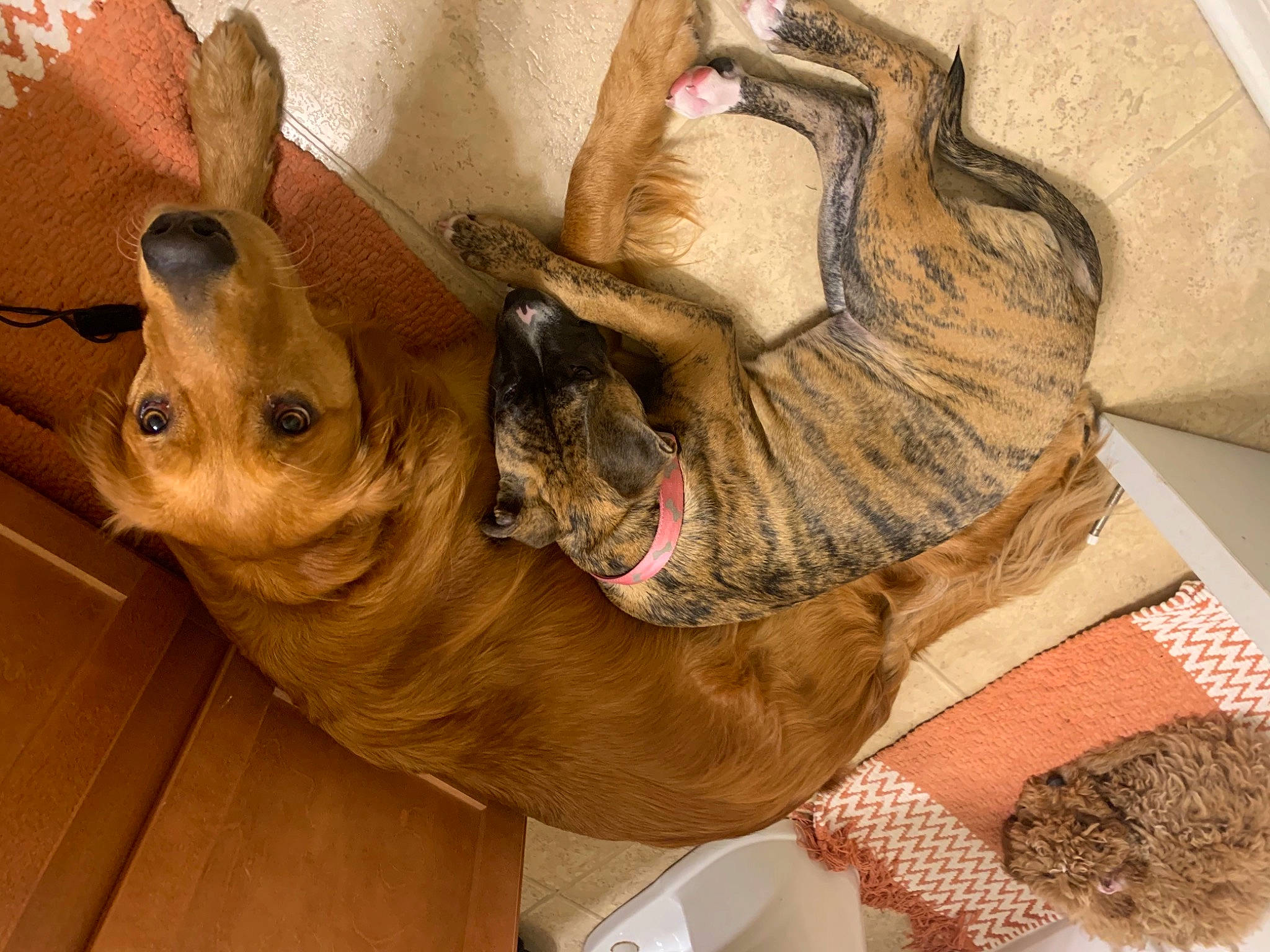 Pooh is registered to the contest to win money with this photo: art, canidae, carnivore, cat, dog_breed, domestic_short_haired_cat, ear, fawn, felidae, flooring, fur, hardwood, small_to_medium_sized_cats, snout, sporting_group, tail, terrestrial_animal, whiskers, wood, working_animal