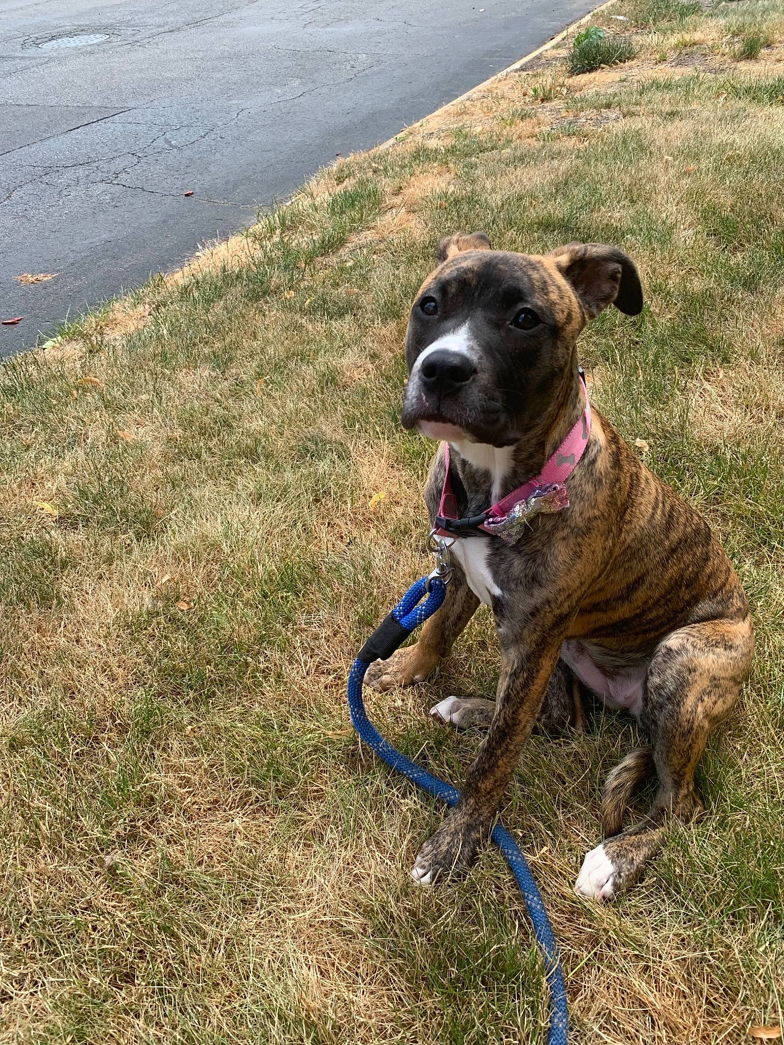 Pooh joined the competition — help win amazing prizes! adventure, canidae, carnivore, collar, companion_dog, dog, dog_breed, dog_collar, dog_supply, dog_walking, fawn, grass, gun_dog, leash, pet_supply, road_surface, snout, sporting_group, working_animal, working_dog