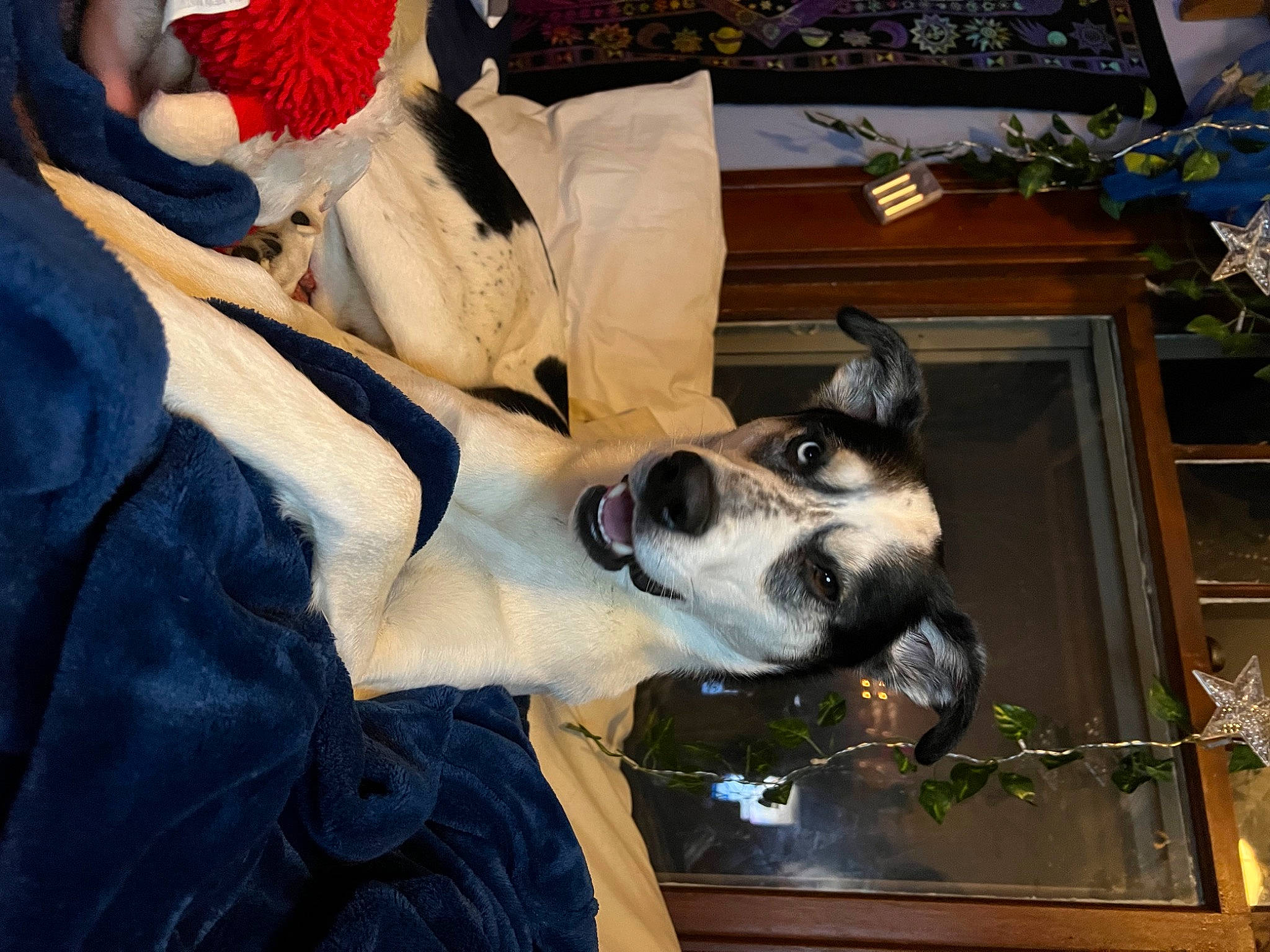 Chong is registered to the contest to win money with this photo: canidae, carnivore, comfort, companion_dog, dog, dog_breed, eyewear, fawn, flowerpot, fur, guard_dog, houseplant, picture_frame, plant, snout, sporting_group, whiskers, window, working_animal, working_dog