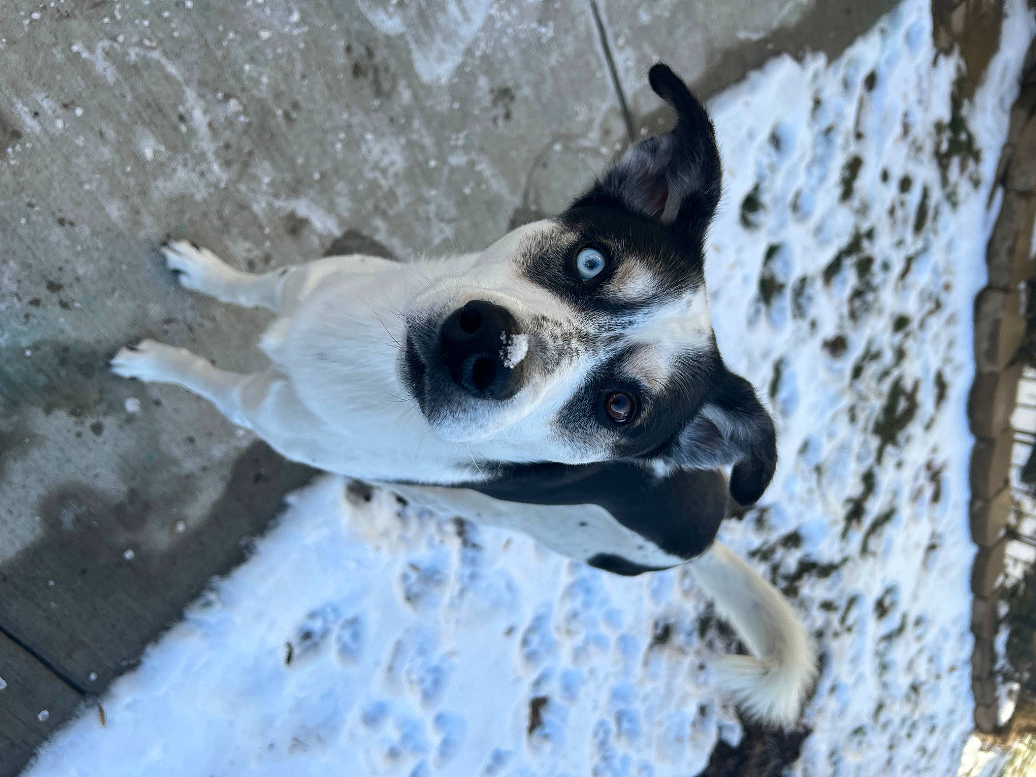 Chong joined the competition — help win amazing prizes! australian_cattle_dog, canidae, carnivore, collar, companion_dog, dog, dog_breed, dog_collar, freezing, non_sporting_group, snow, sporting_group, whiskers, window, winter, working_animal, working_dog
