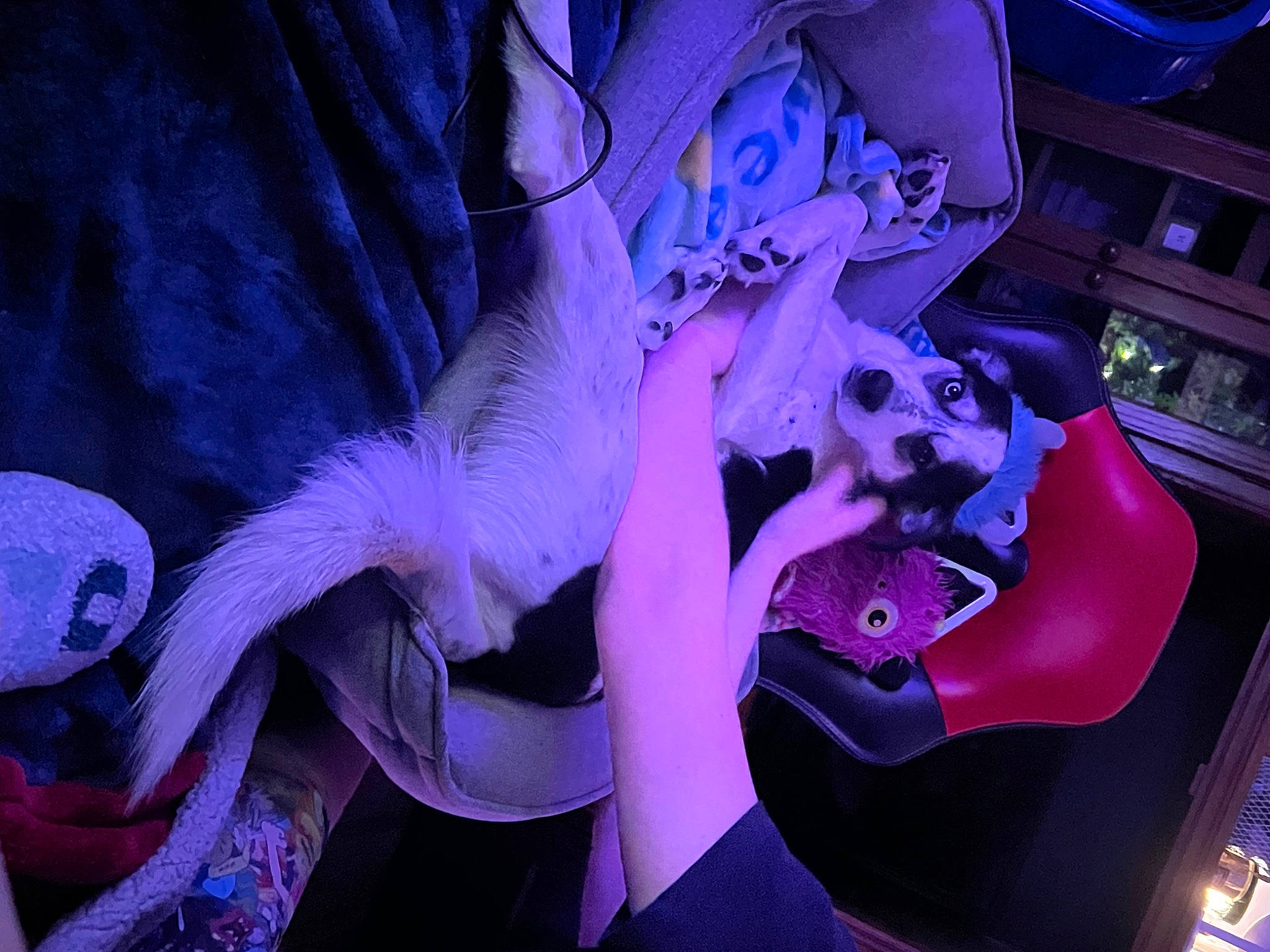 Chong joined the competition — help win amazing prizes! animation, cg_artwork, costume, electric_blue, entertainment, event, fashion_design, fictional_character, fun, fur, haute_couture, magenta, performance, performing_arts, pink, plant, public_event, purple, violet