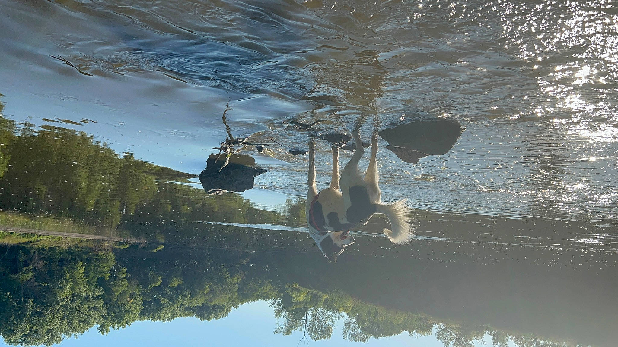 Chong is registered to the contest to win money with this photo: _geese_and_swans, branch, ducks, grass, lake, landscape, plant, reflection, reservoir, shadow, sky, street_light, tints_and_shades, tree, twig, water, water_bird, watercourse, wheel, wildlife